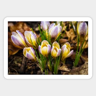 Spring Crocus 6 Sticker